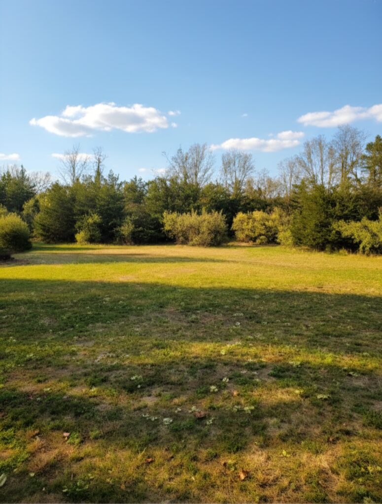 Sunny grassy field with trees under a blue sky.